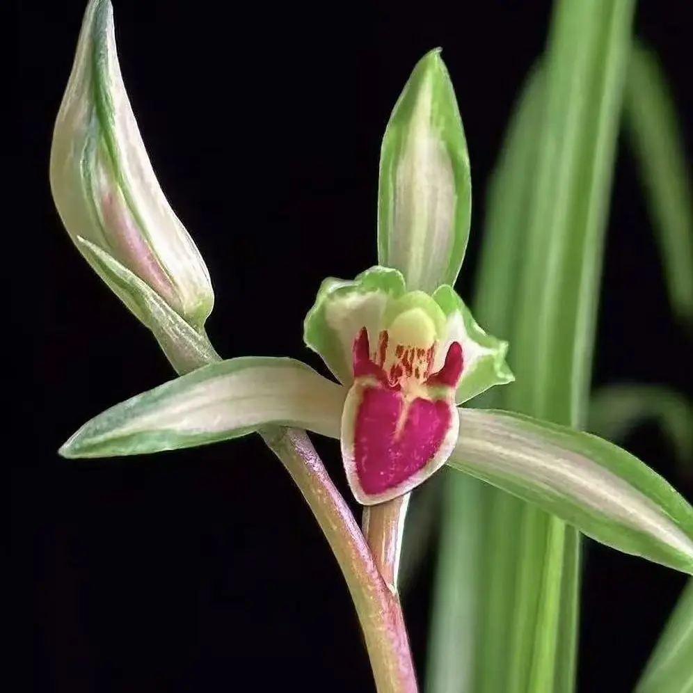精品绿兰浓香型带花苞室内外绿植开花名贵花卉