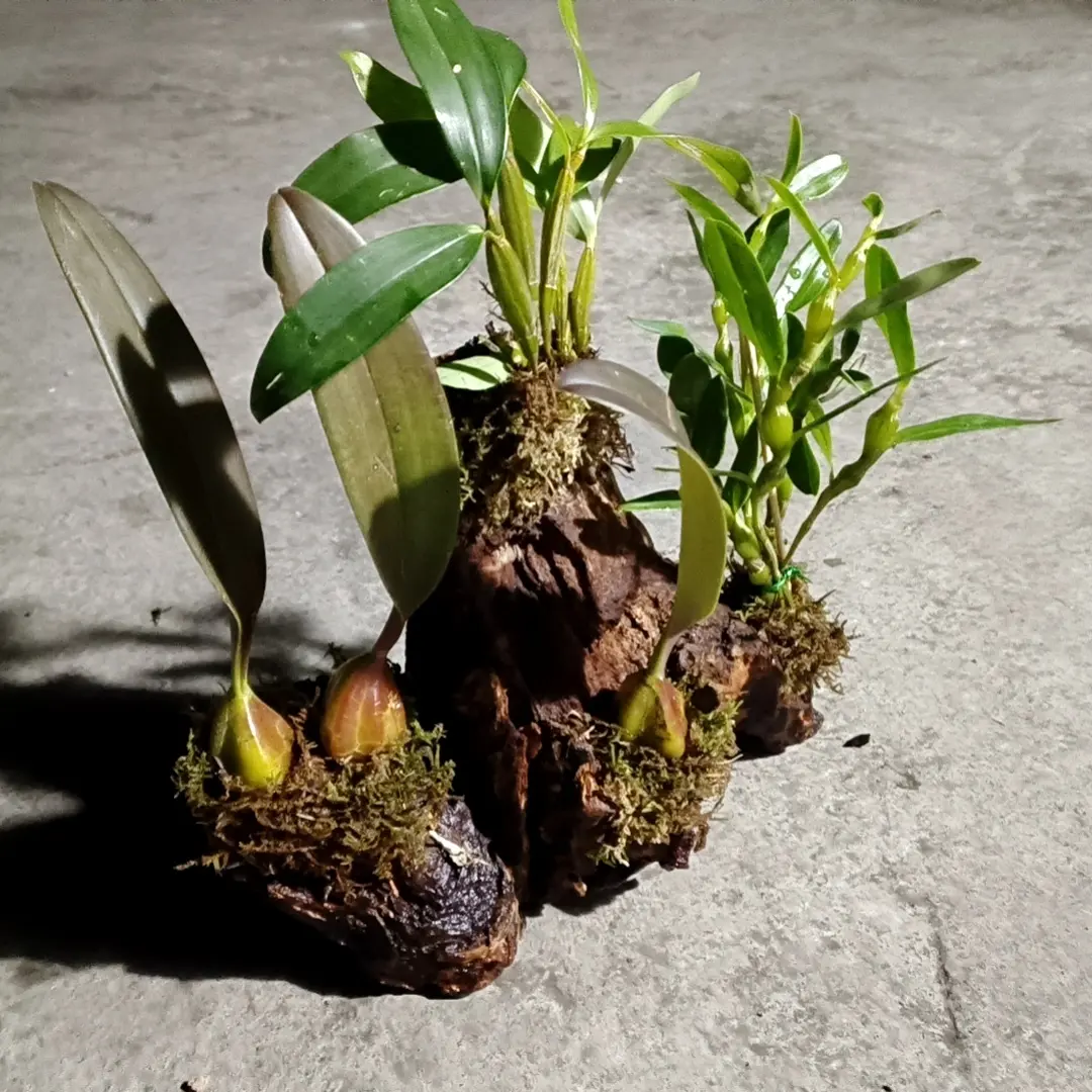 带木桩种好发货的石斛盆栽可食用室内外好养易活