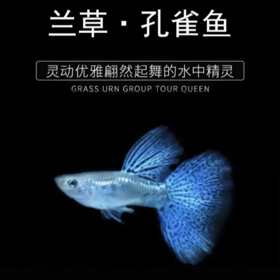 精品大背蓝草孔雀鱼