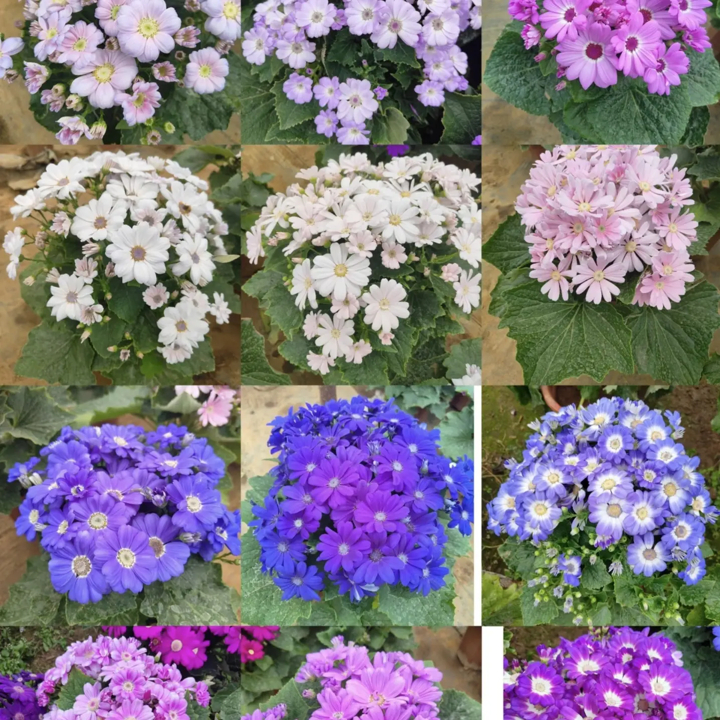 瓜叶菊盆栽花卉耐阴耐热适合阳台庭院种植易养护