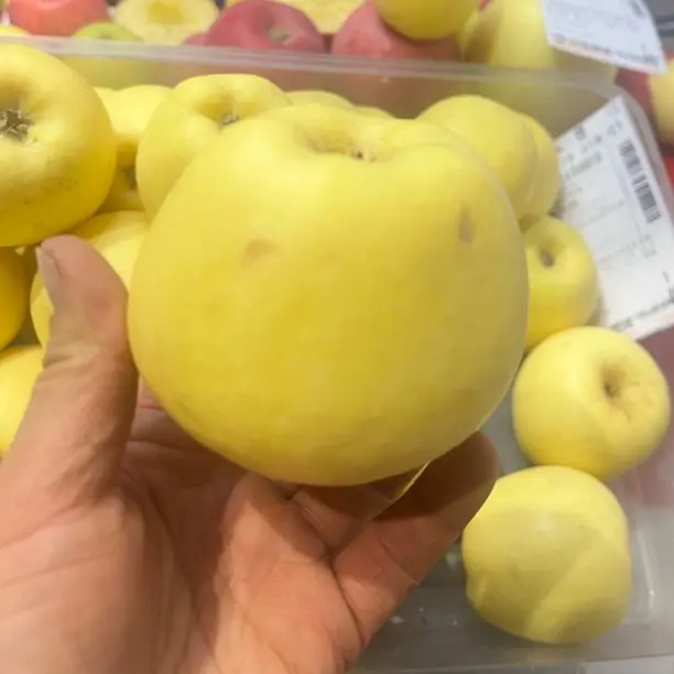 甘肃庆阳维纳斯黄金果苹果【瑕疵果】性价比高，口感脆甜香