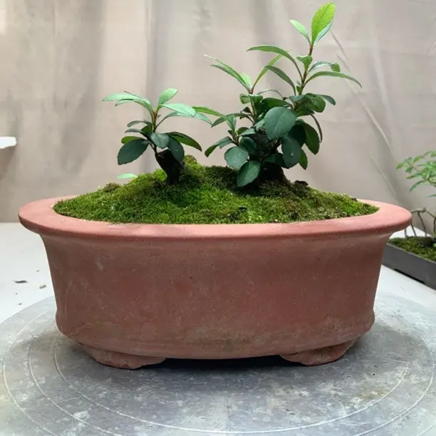 海岛春花盆栽四季常绿好养易活适合桌面阳台办公室摆放