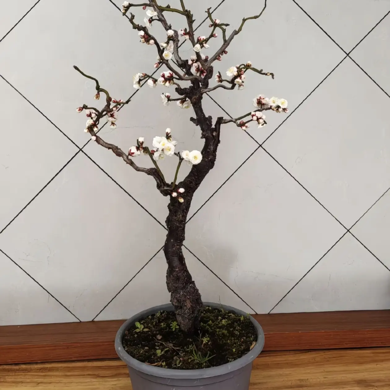 龙游梅花盆景室内外高档花卉耐寒好养枝条飘逸可观赏