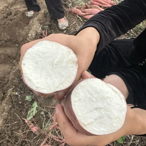 苏薯28新鲜现挖粉糯香甜白心红薯红皮白瓤板栗地瓜粗粮农产品