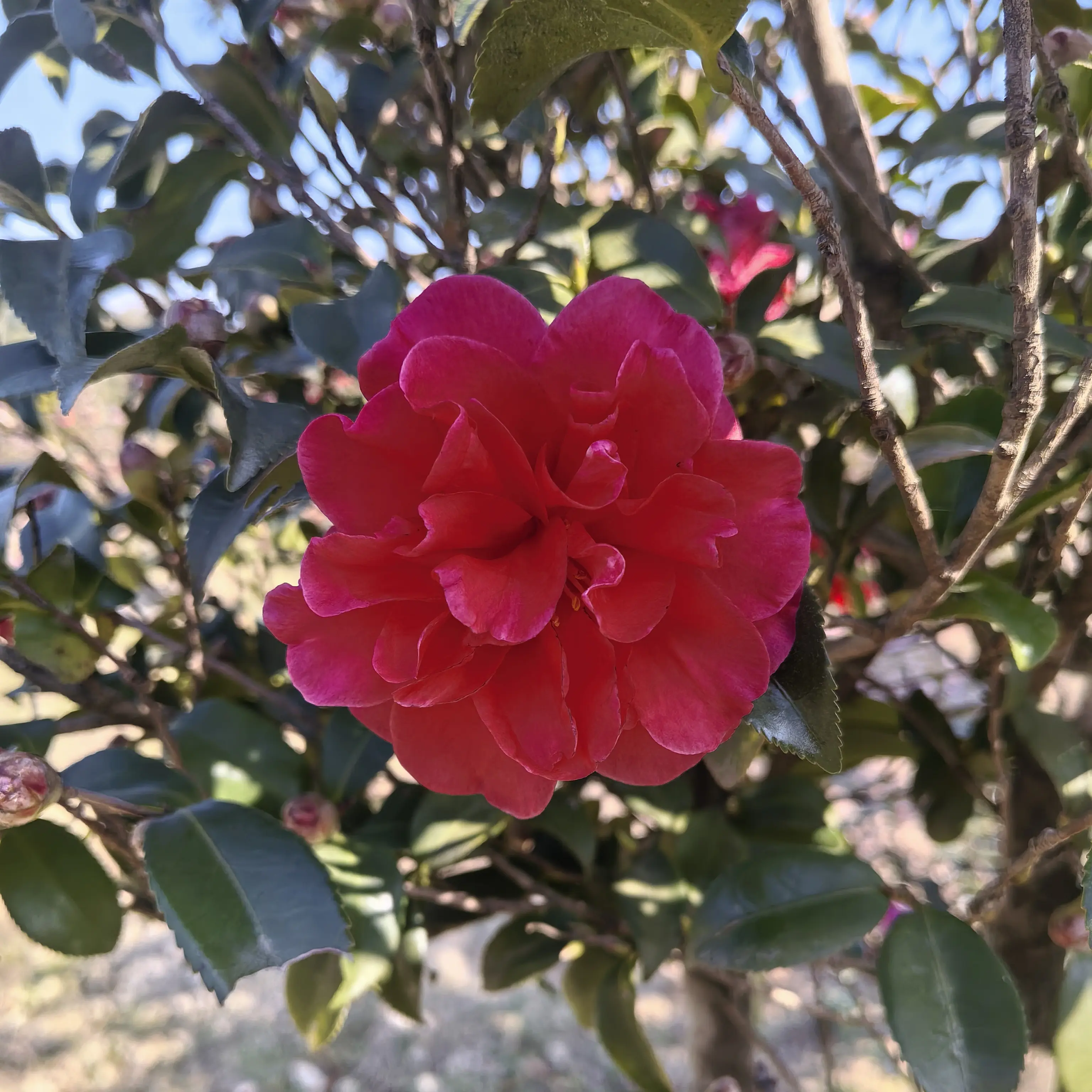 昭和茶梅东红牡丹茶梅盆栽带花苞耐寒室内外好养易活阳台庭院绿植