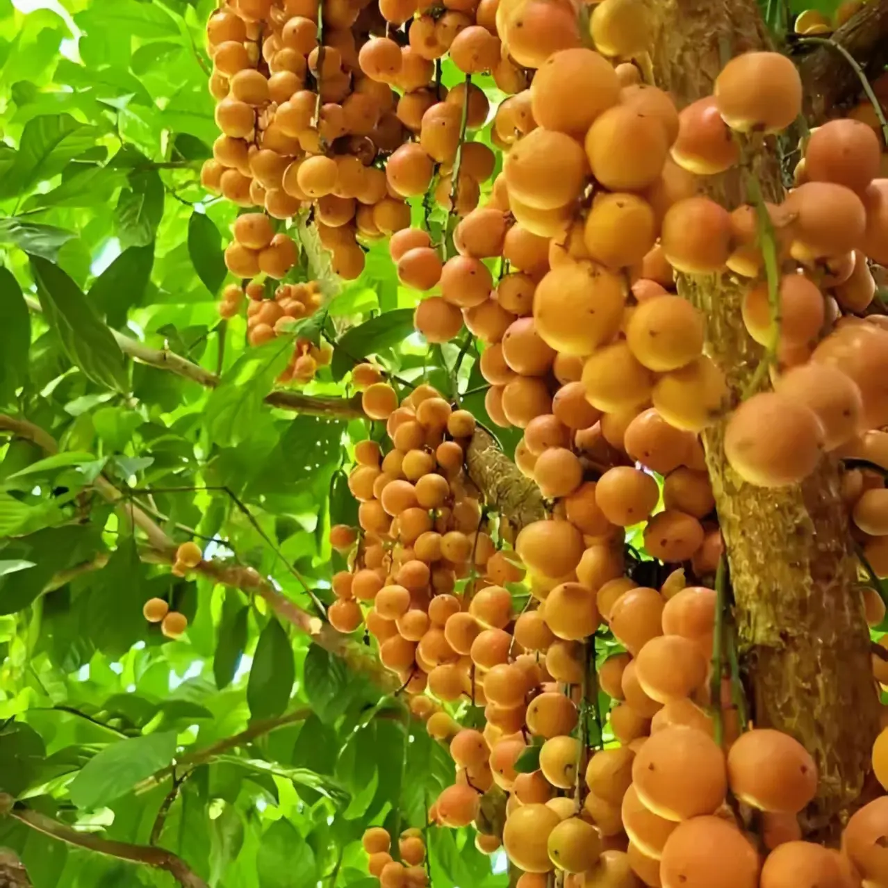 稀有罕见云南野生木奶果新鲜当季水果孕妇可食