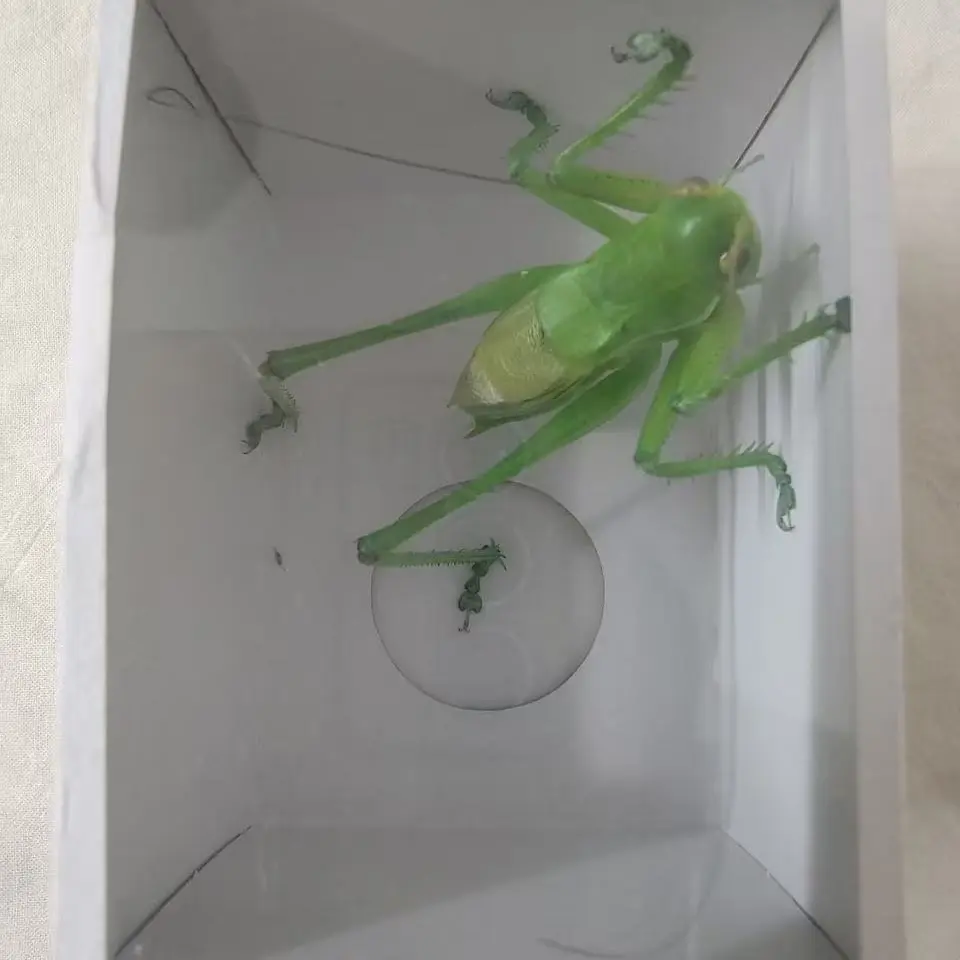 天津翡翠绿蝈蝈 京东包邮 运输当中 断须断爪 不包 包死