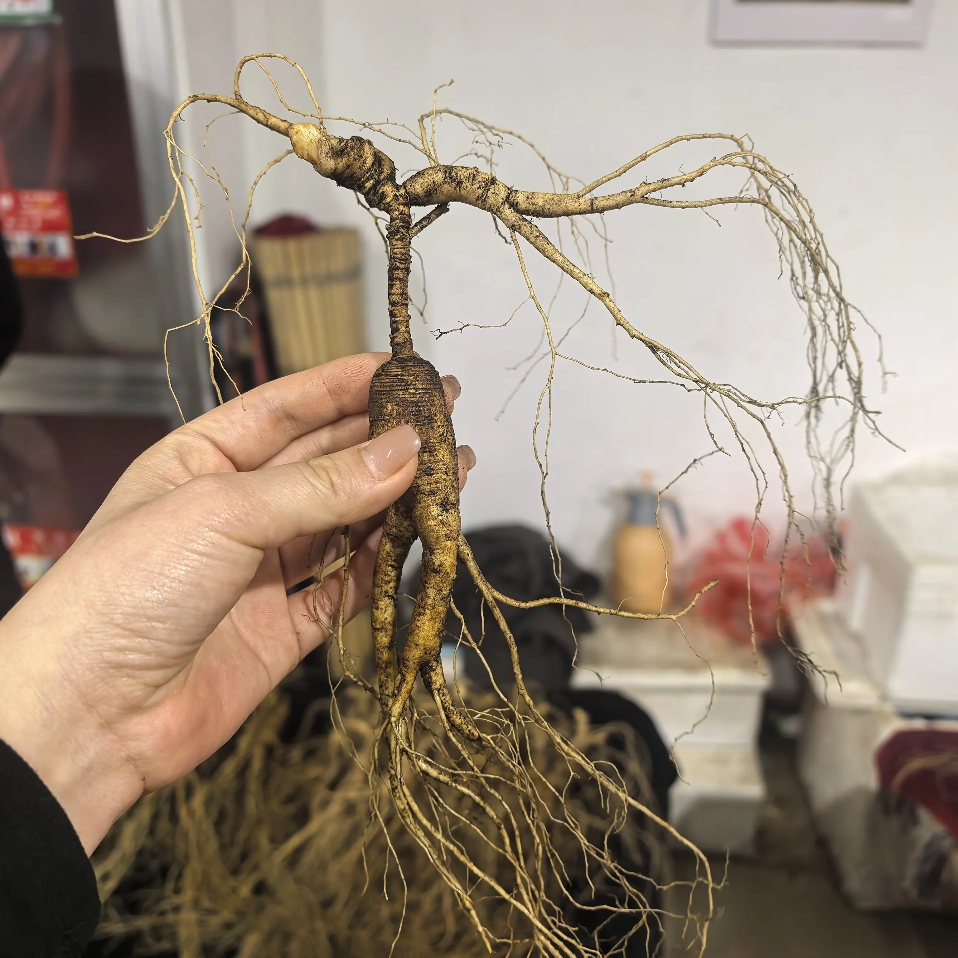 长白山林下参新鲜人参滋补佳品