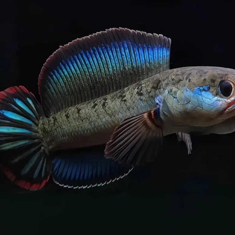 酒红雷龙鱼小型凶猛热带观赏鱼