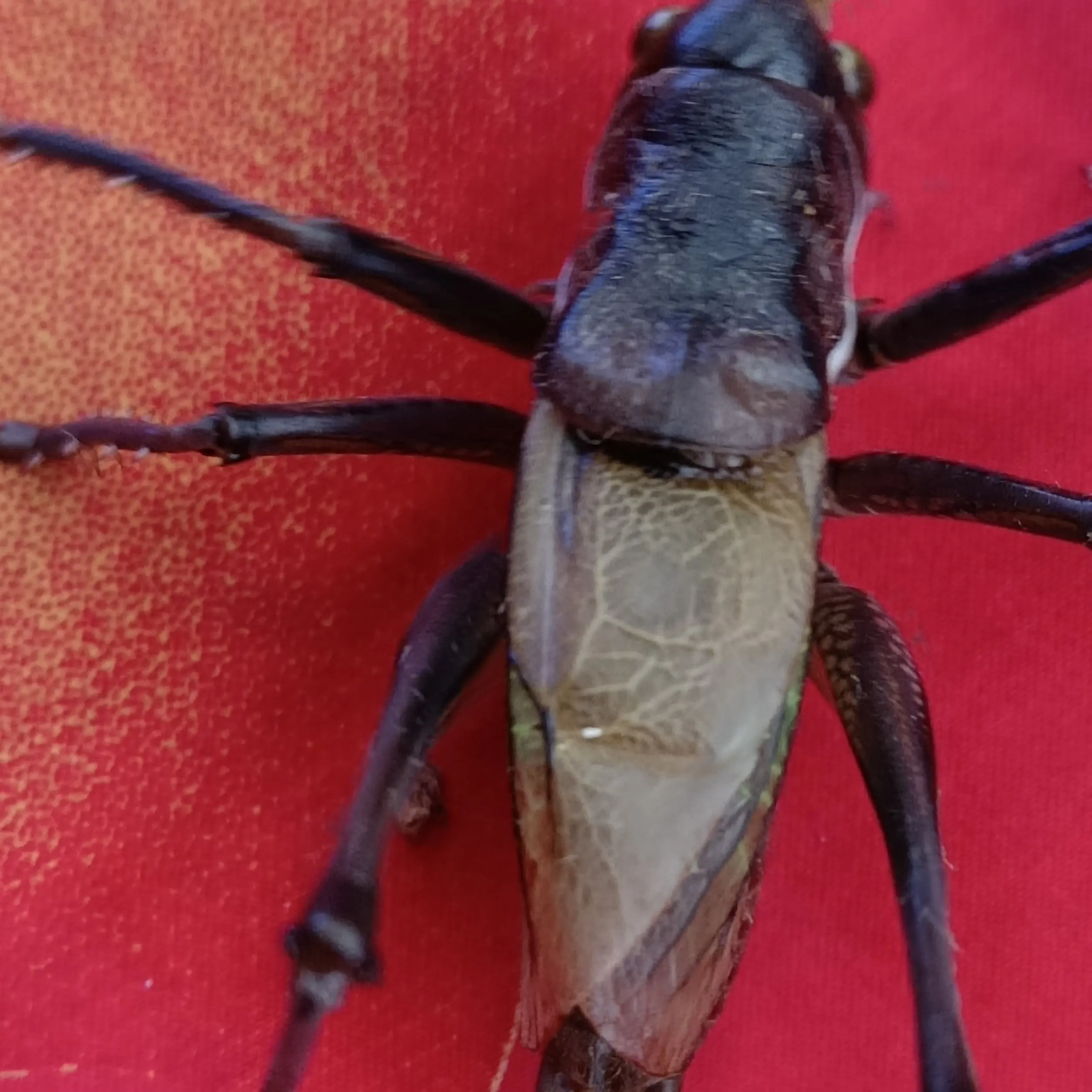 铁皮蝈蝈憨叫听叫首选好蝈蝈顺丰包邮偏远地区除外