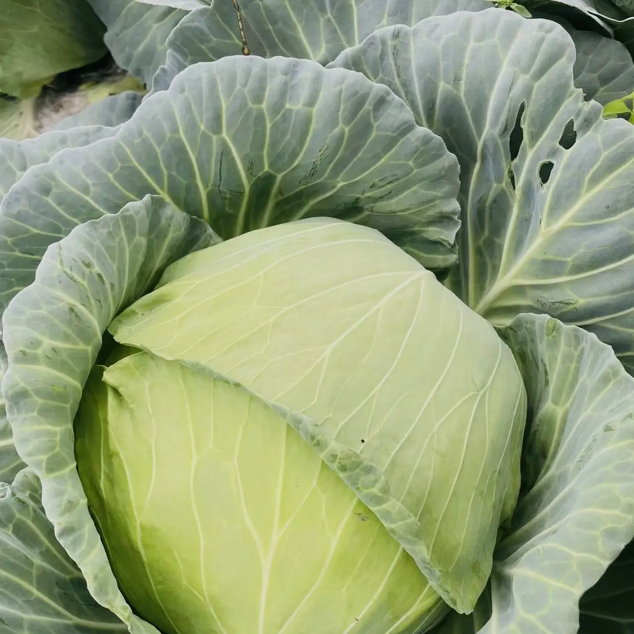 露天种植新鲜绿甘蓝口感清甜营养丰富的时令蔬菜