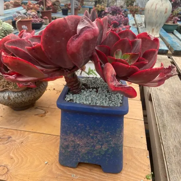 若桃多肉植物新手好养裸根发货