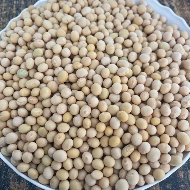 25年农家自种黄豆 农民自种自销 可打豆浆炖汤炒菜做豆腐当种子等