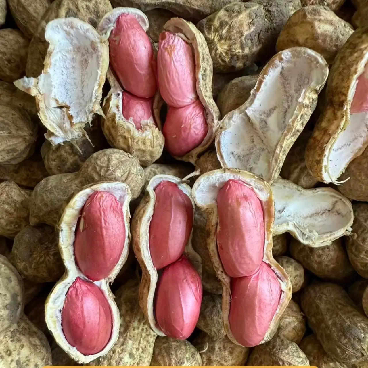 红皮带壳生花生四粒红花生米农家自种晒干货红衣花生当季新货