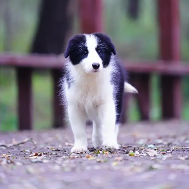 by妹妹①纯种边境牧羊犬幼犬高智商可爱小狗驱虫疫苗已完成大号