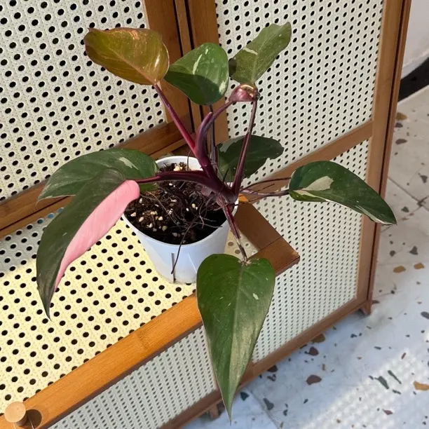 粉公主蔓绿绒 15cm盆室内观叶植物ins风网红绿植好养净化空气盆栽