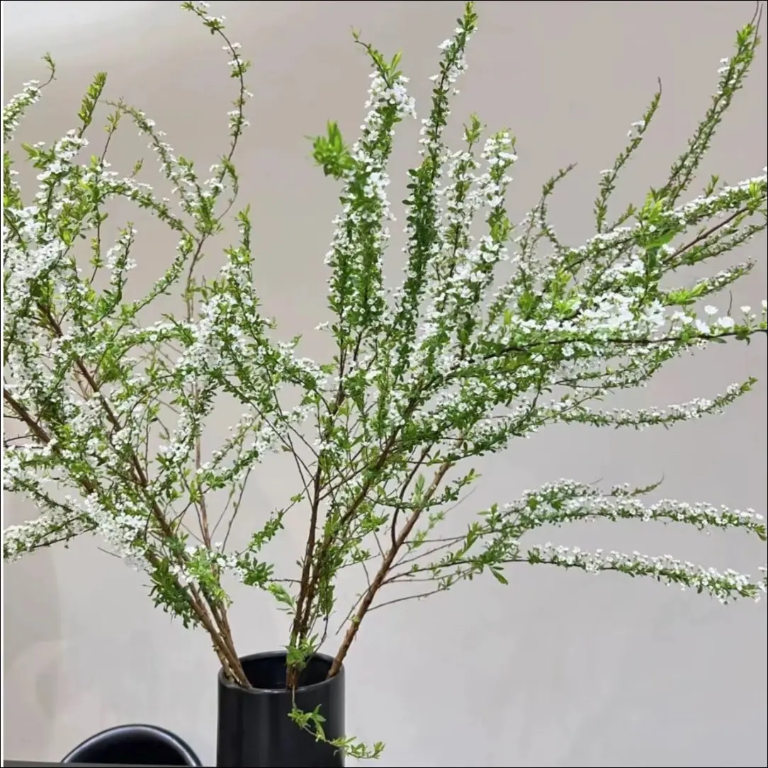  云南鲜枝雪柳带芽发货水培鲜花 花开爆瓶 淡淡奶香味 白色浪漫