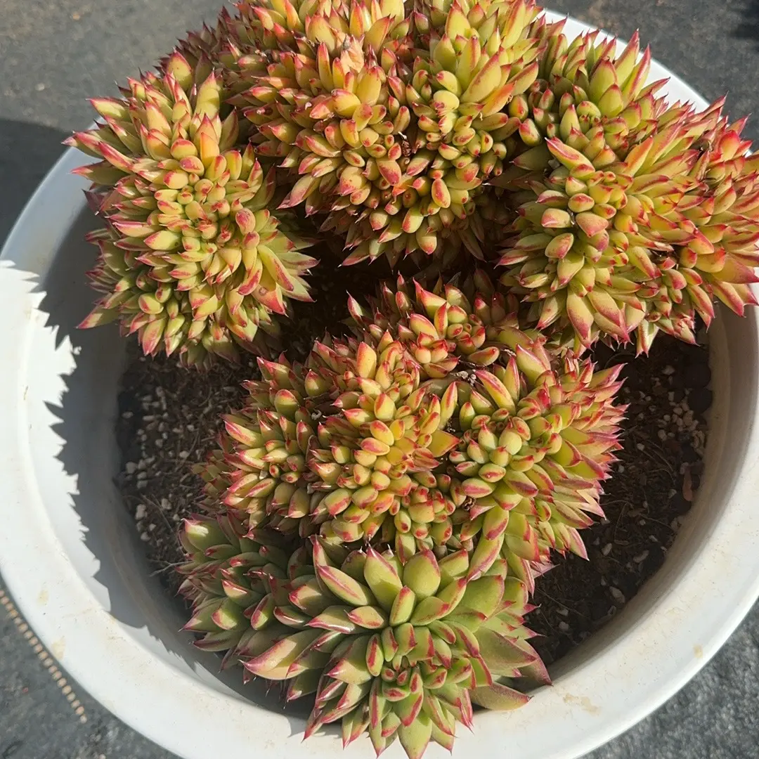 新手好养净化空气多肉植物乌木缀