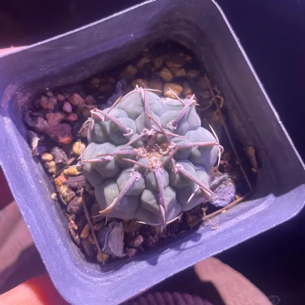 一本刺实生仙人球随机发货可防辐射吸甲醛美观盆栽