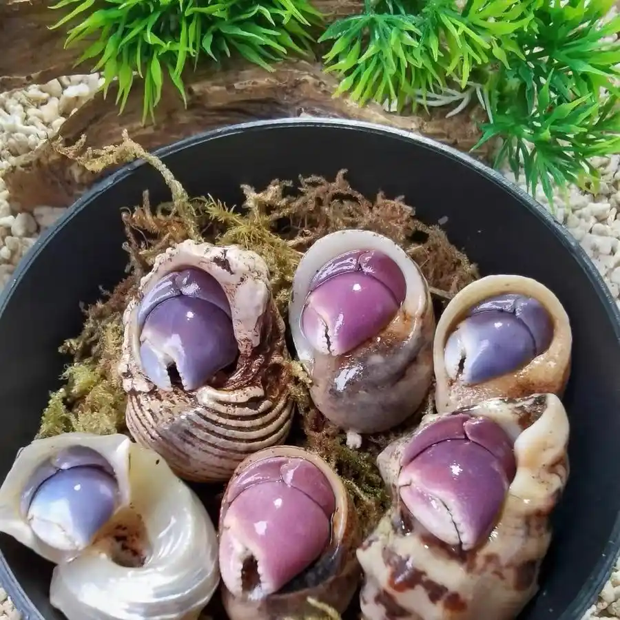 陆生寄居蟹可爱桌面小宠物活体（7-56米链接淡水直播间挑选）