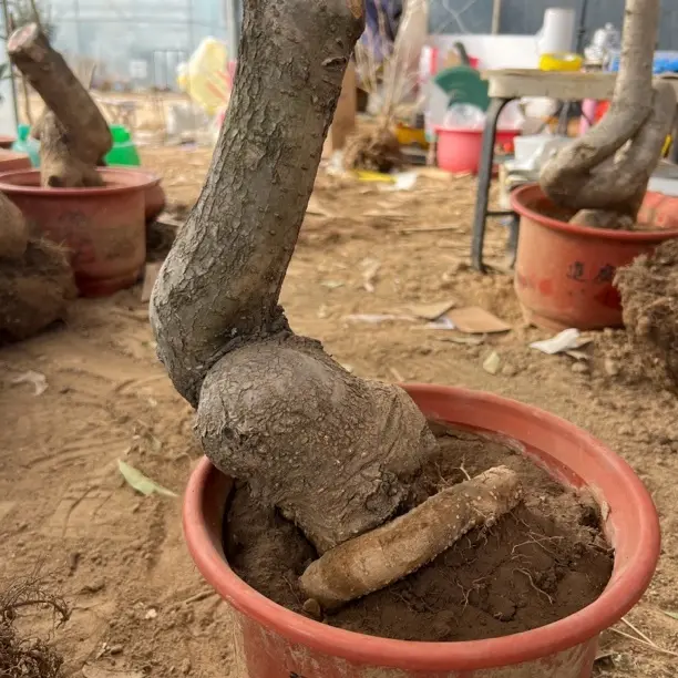 流苏树盆栽绿植栽培春季植物室内外花卉盆栽易养活
