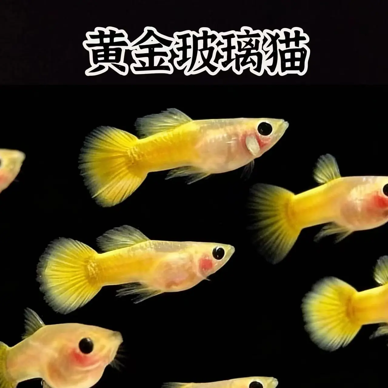 黄金玻璃猫10条 不分公母  顺丰包邮