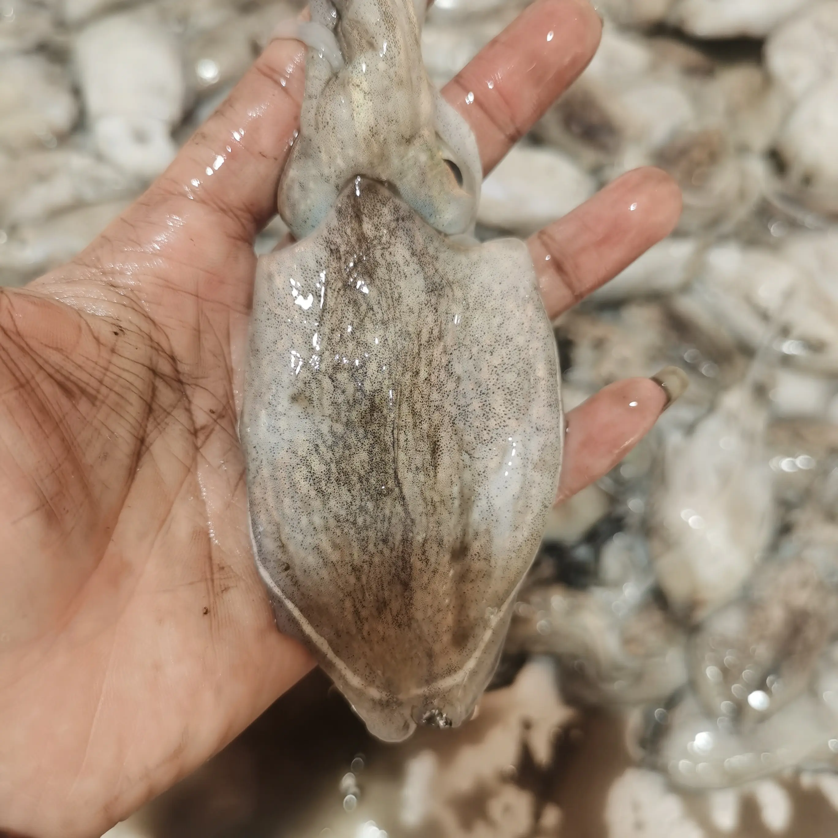 东海野生新鲜海捕圆墨鱼速冻锁鲜顺丰冷链包邮