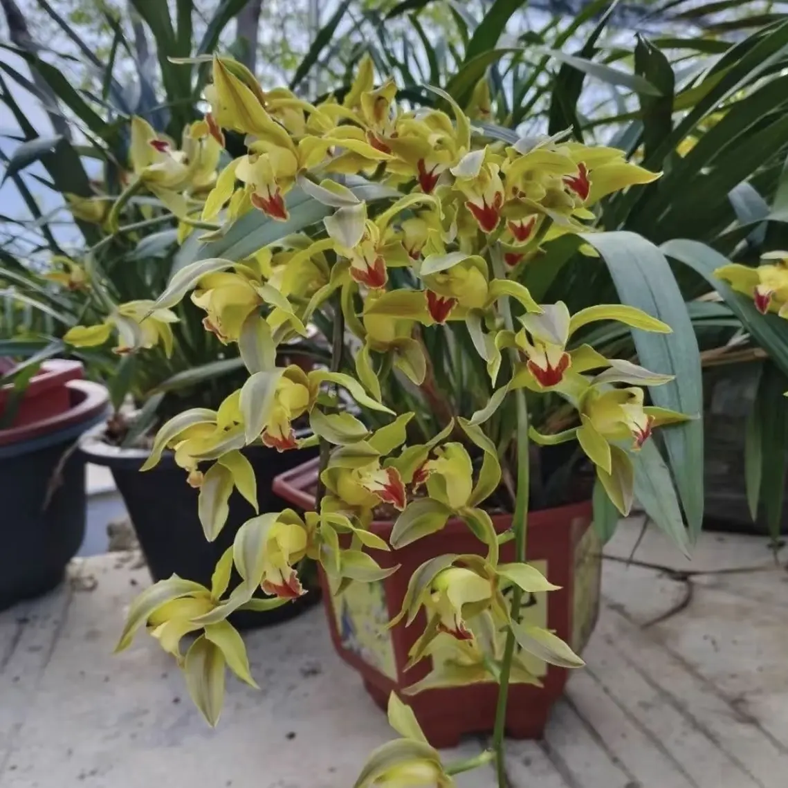 浓香型兰花盆栽室内外好养易活四季开花花卉