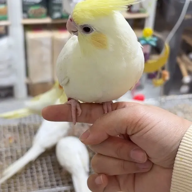 手养牡丹鹦鹉玄凤鹦鹉适合家养可上手亲人 勿拍