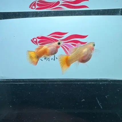 精品短体黄金豆豆眼孔雀鱼