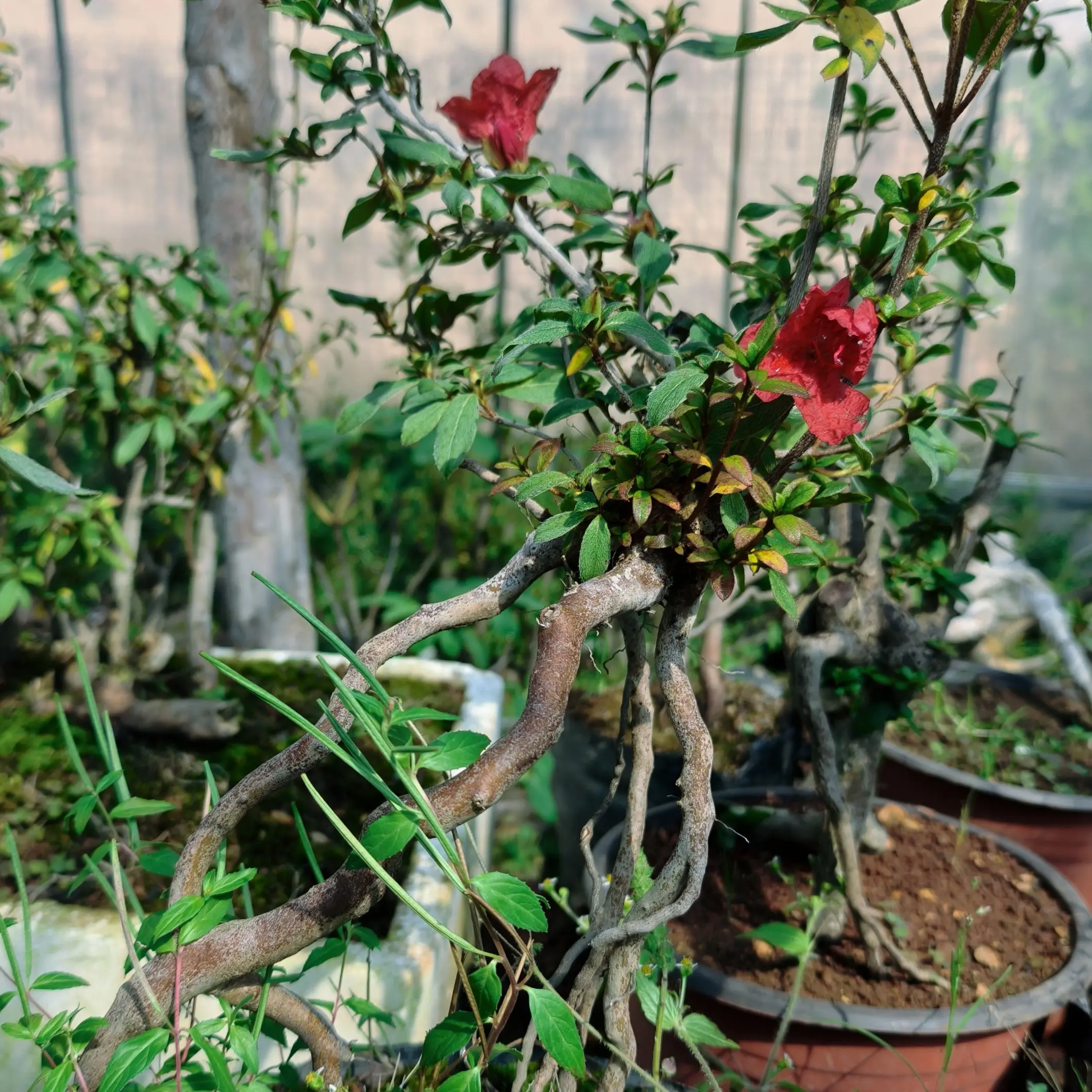 映山红老桩精品盆景真实展示