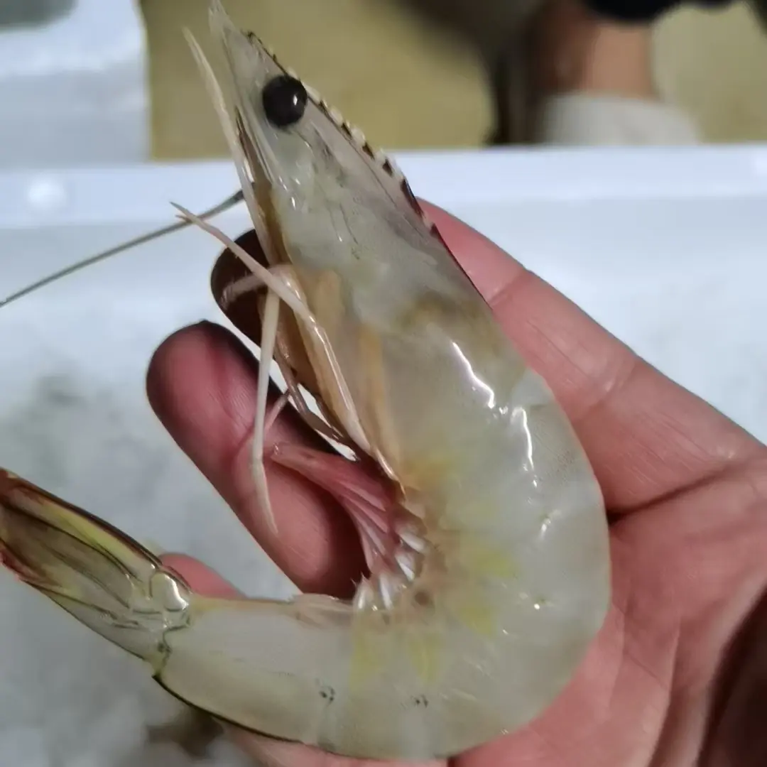 东海野生大号明虾（12-13只/斤)无虾粉无任何科技活，速冻顺丰发货