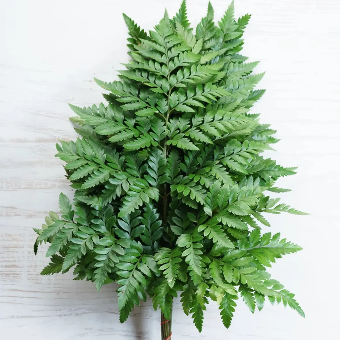 常见叶材高山羊齿春兰叶龟背竹叶鸢尾叶等2单包邮