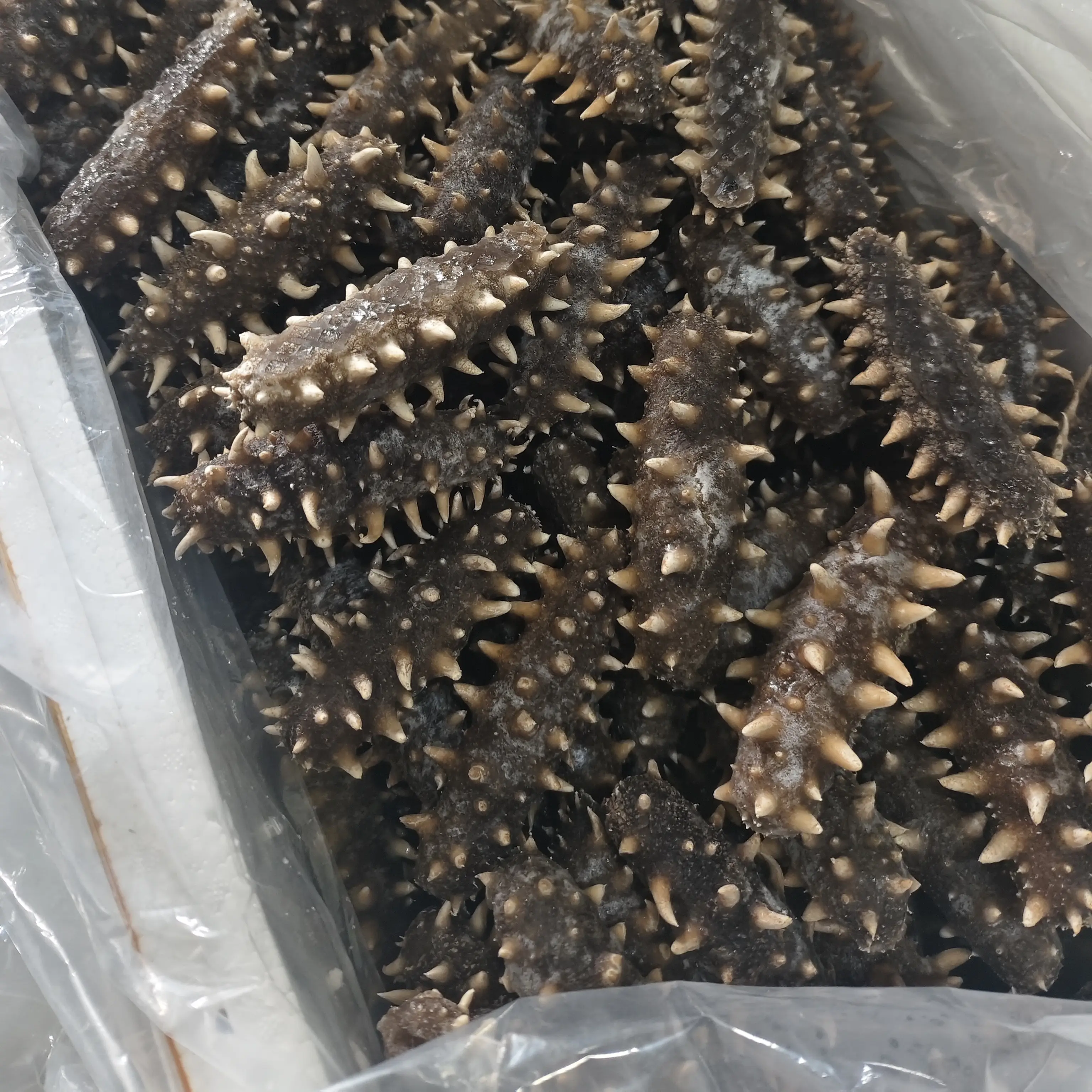 大连围堰即食海参3斤0添加放心吃好口感老少皆宜自产自销