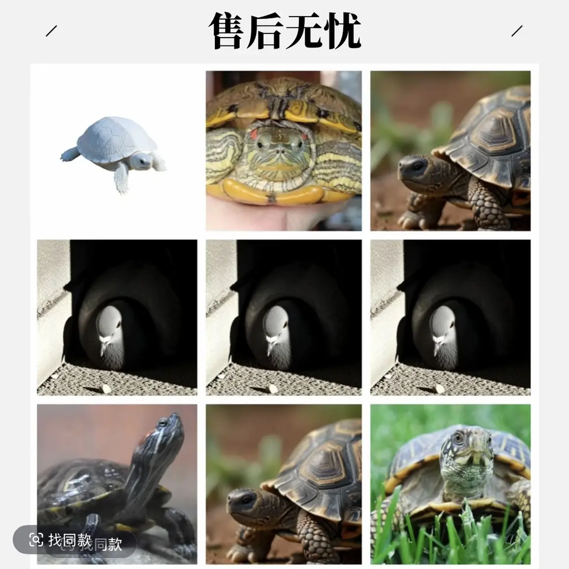 直播间可挑选的活体宠物龟以直播情况为准