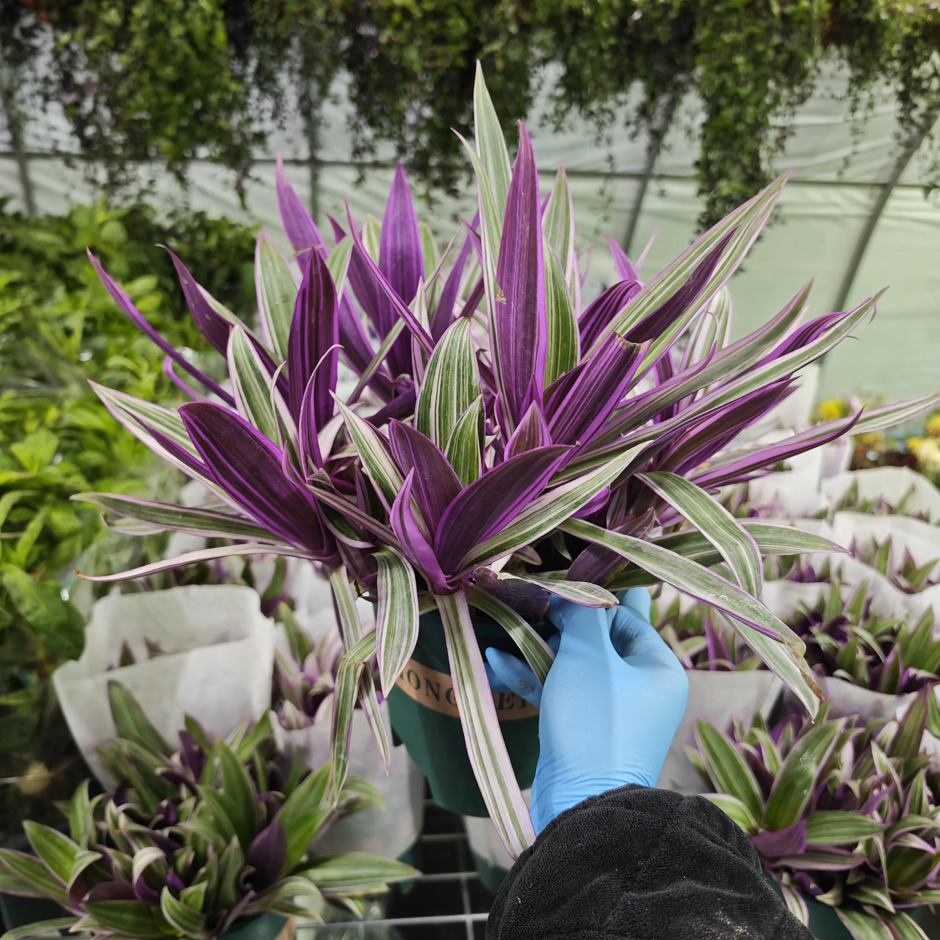 紫锦兰吊兰盆栽室内好养观叶花卉