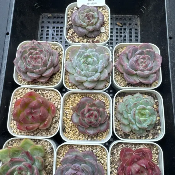 多肉A03 珍妮组合