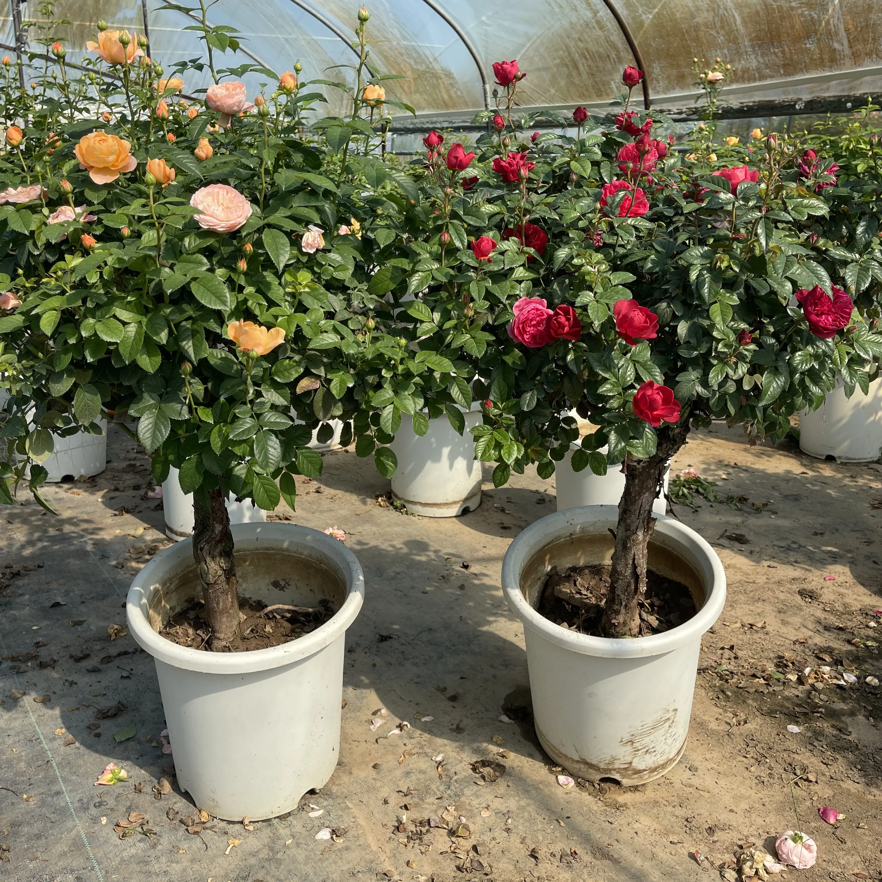 树状月季盆栽花卉庭院种植大花浓香多季节重复开花
