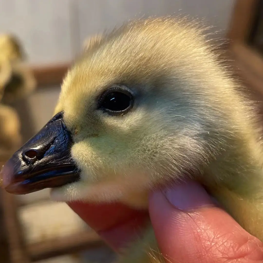 宠物鸭活体灰色6只包邮到家