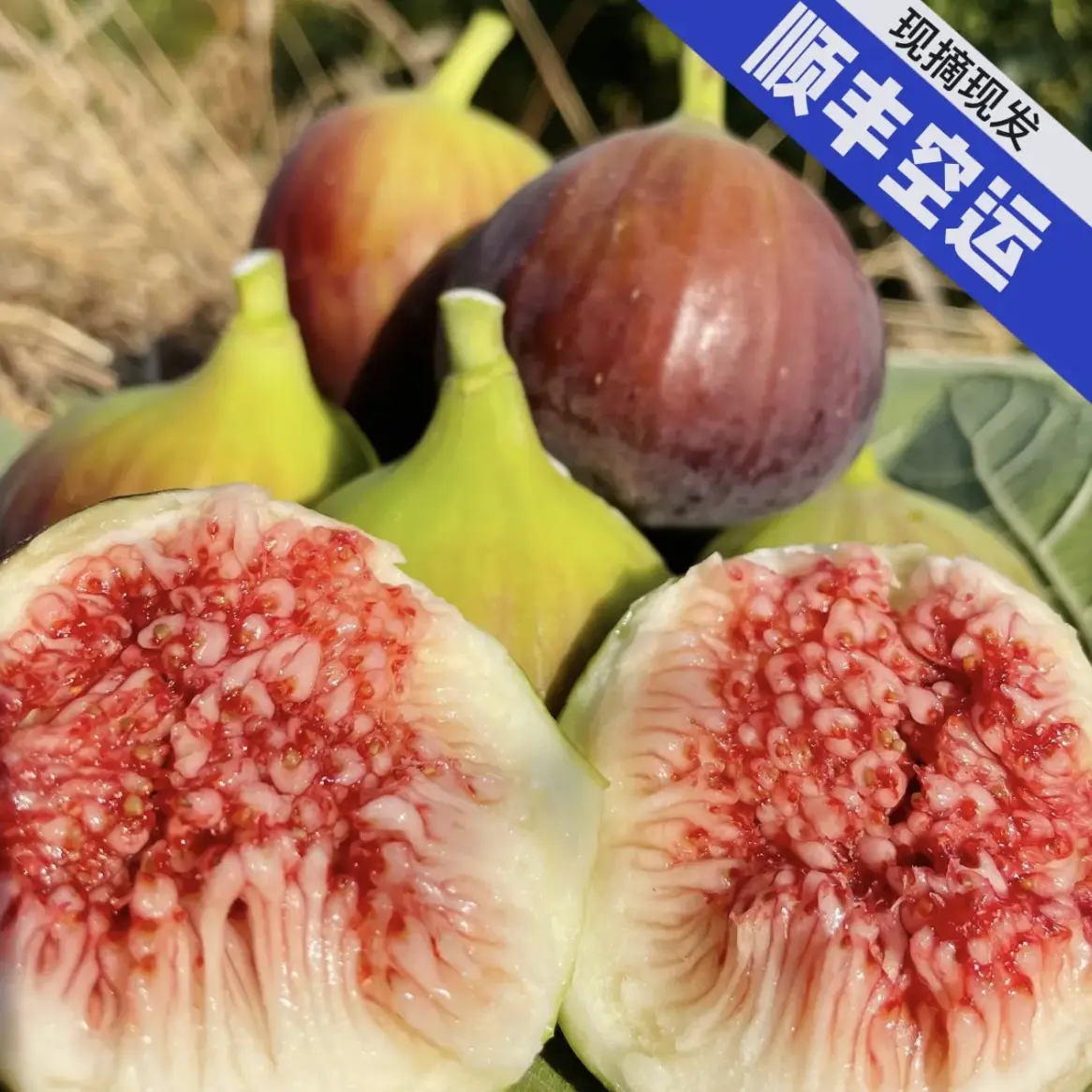 【顺丰空运】云南元谋新鲜采摘无花果50g-70g大果