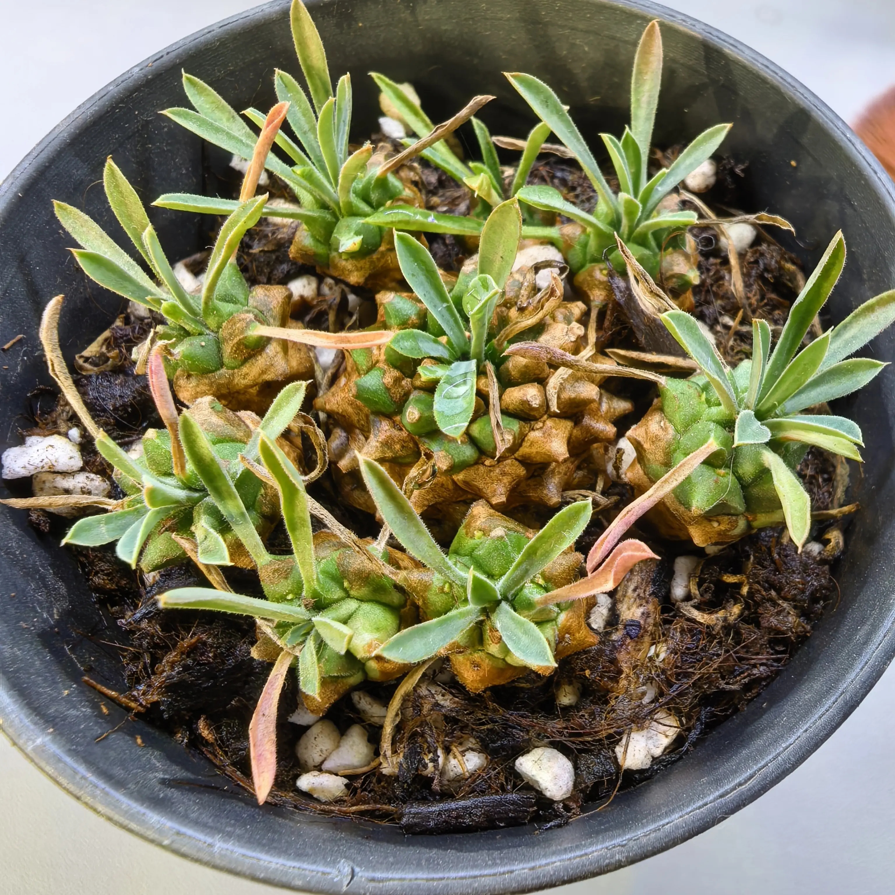 峨眉山小菠萝多肉植物室内桌面阳台好养盆栽绿植