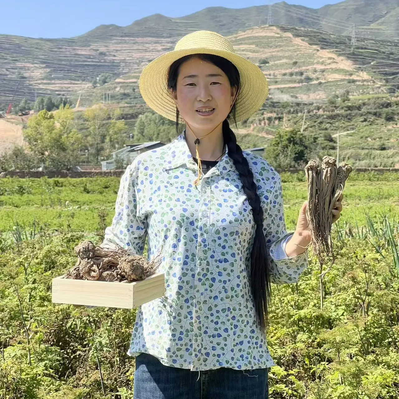 甘肃岷县高山种植当归新干货