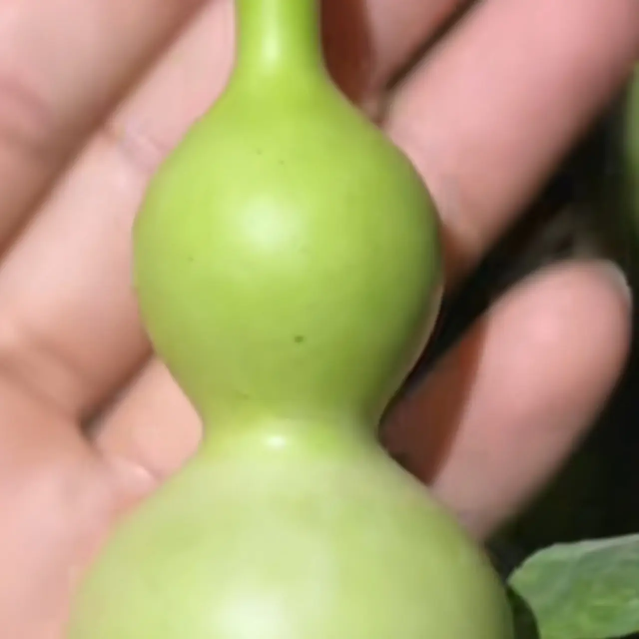 天然文玩小葫芦手把件盘玩带龙头墨绿蚂蚁葫芦，不包龙头，不退不换