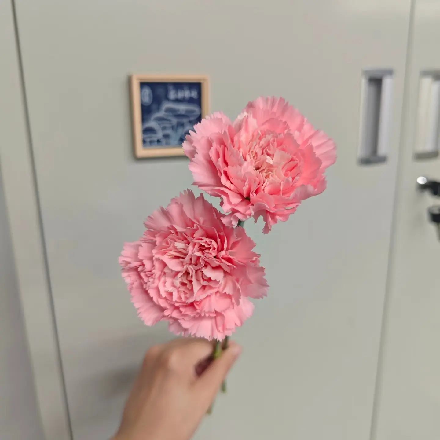 云南基地直发粉色单头康乃馨鲜切花