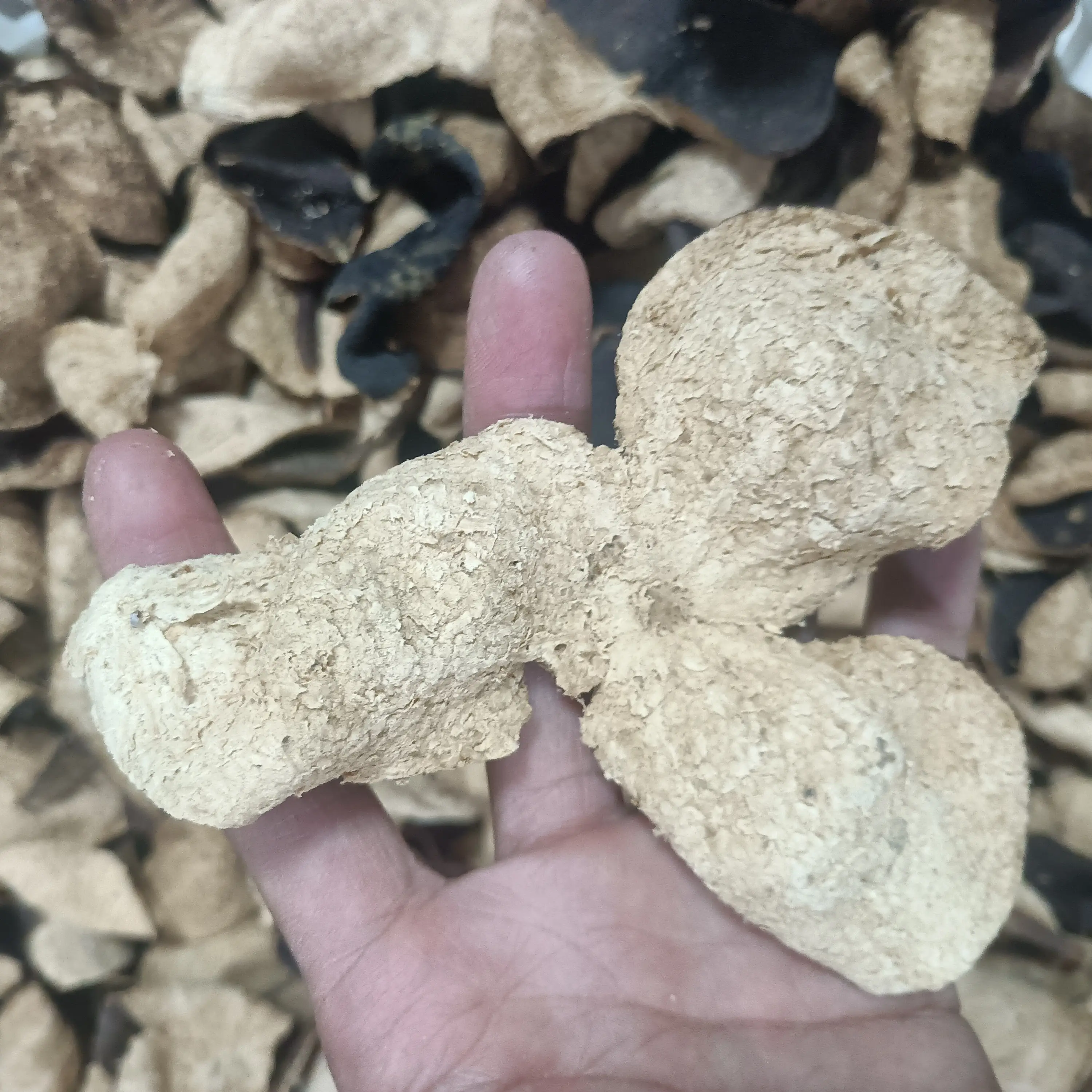 新会天马2015圈枝老陈皮