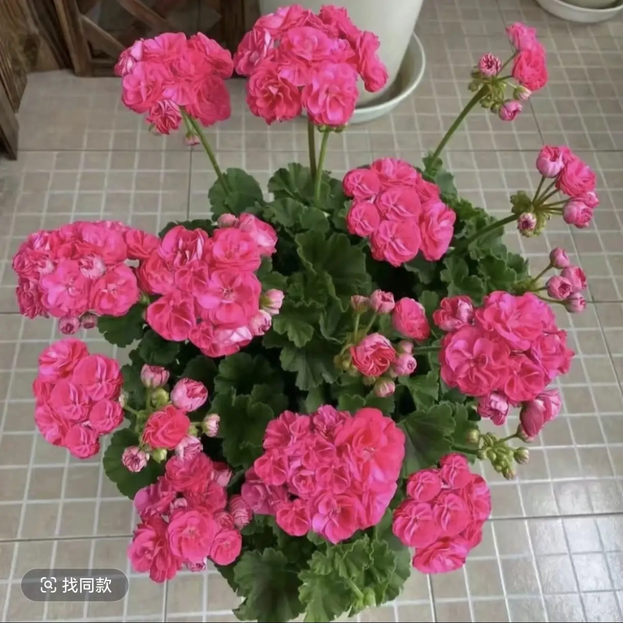 1加仑【罗莎琳达】重瓣大花球天竺葵勤花好养适合阳台养护带花苞