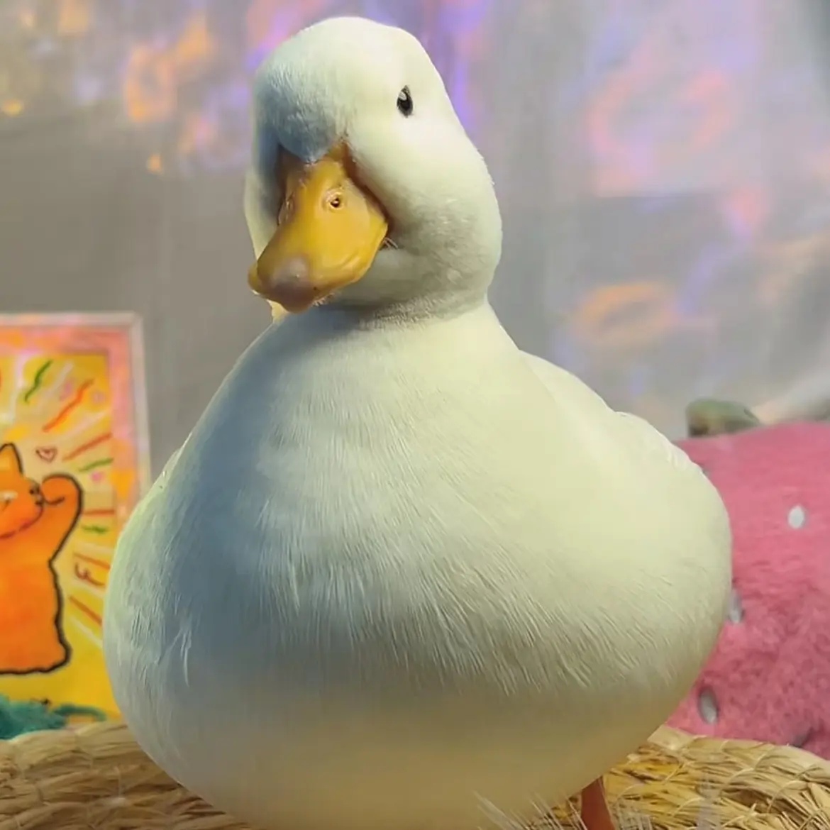 【高颜值】萌宠柯尔鸭网红鸭宠物鸭青年鸭精品