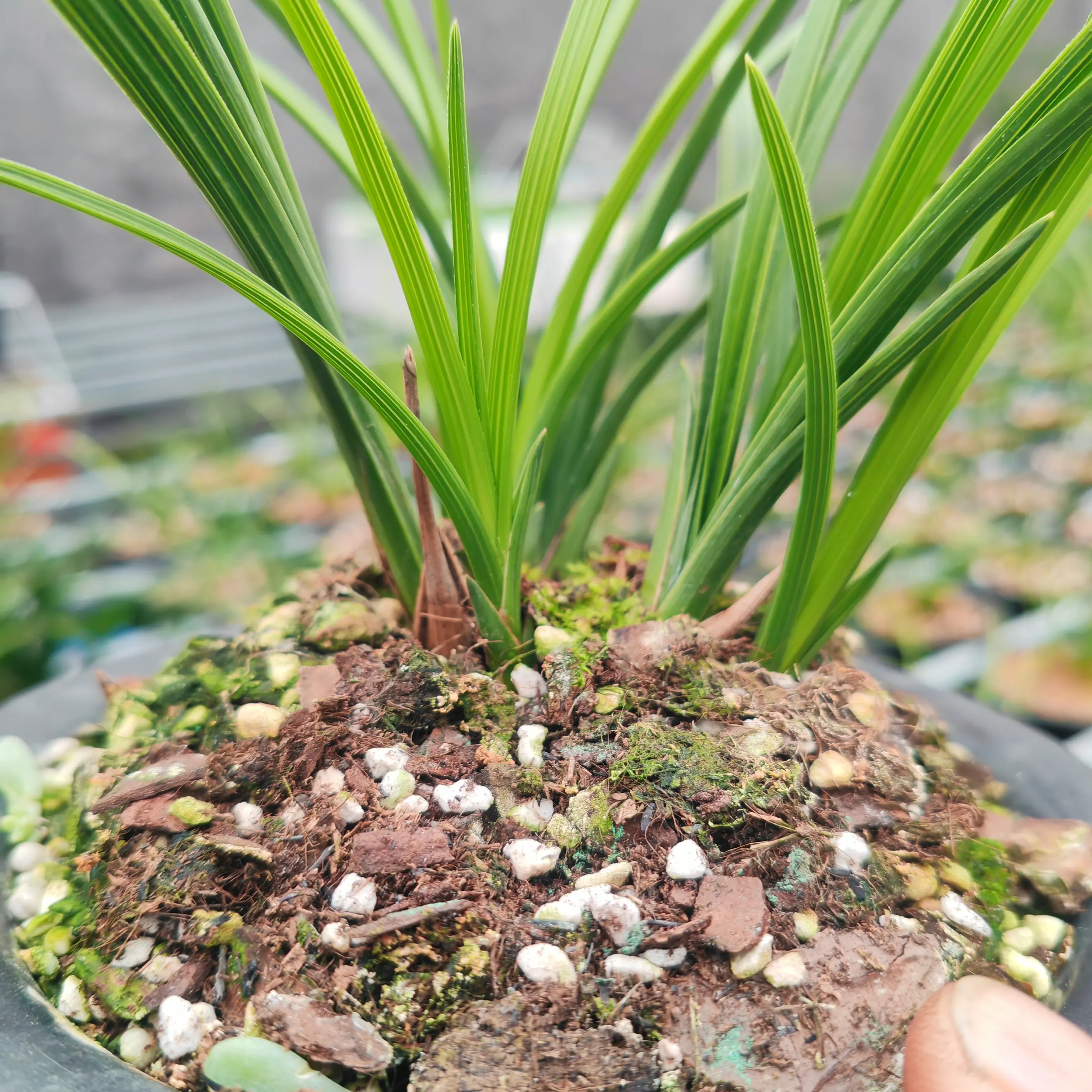 兰花直播一物一拍