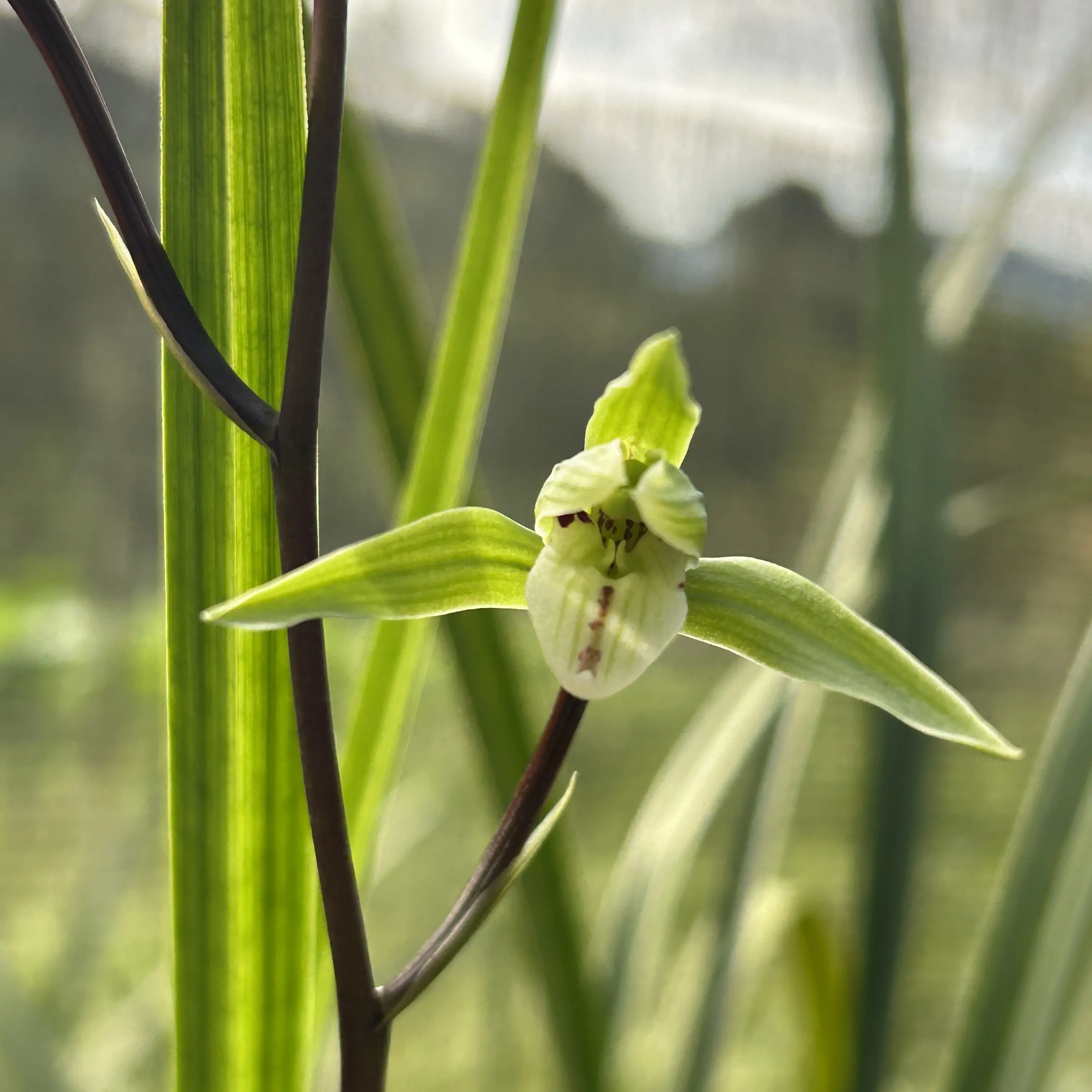 细叶寒兰兰花苗带花苞浓香型室内好养绿植盆栽