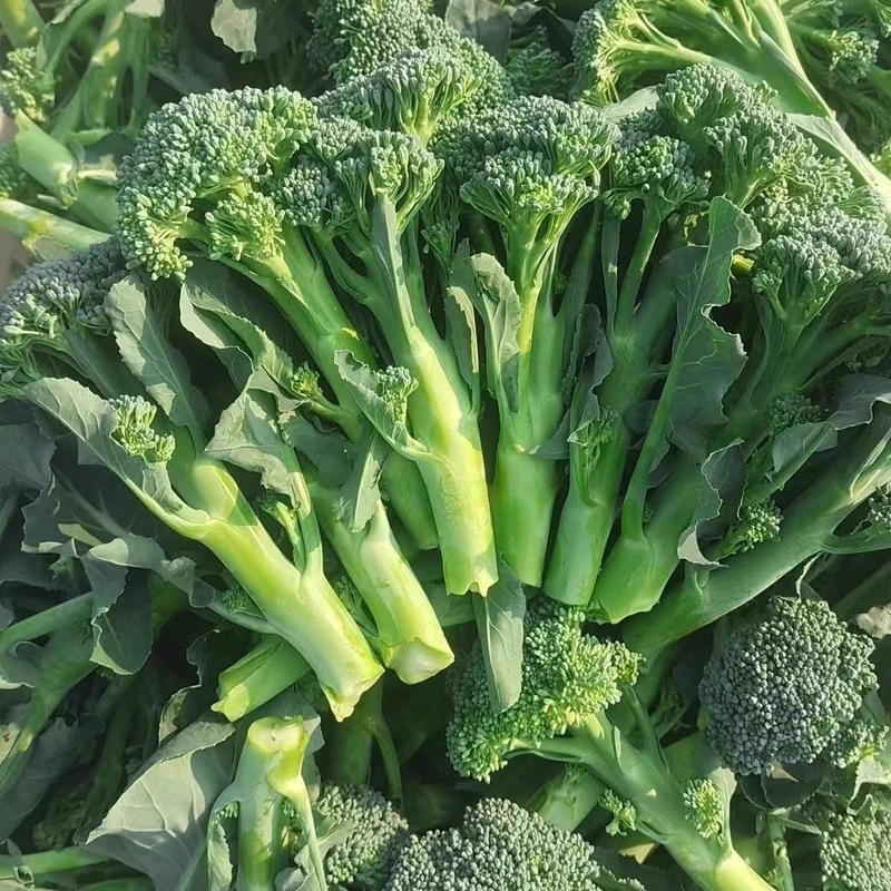 西兰苔秧苗带土西兰花苔菜苗种籽子冬天耐寒菜园庭院南方种植